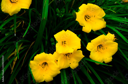 yellow daffodils on green background