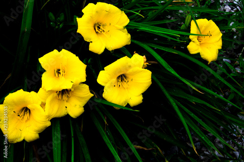yellow daffodils on black background