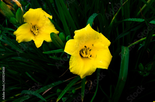 yellow flower on green background
