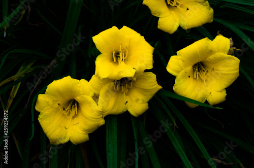 daffodils on black background