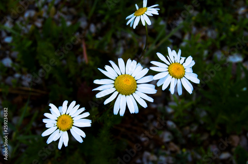 daisies in a field