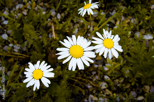 field of daisies