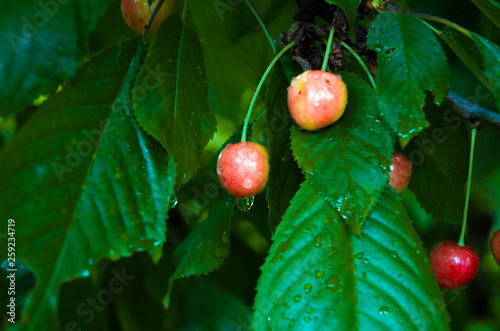 cherries on the tree