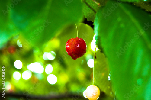 red cherries on the tree