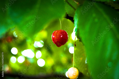 ripe cherries on the tree