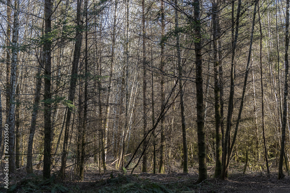 forest of bare trees in early spring forest of bare trees in early spring
