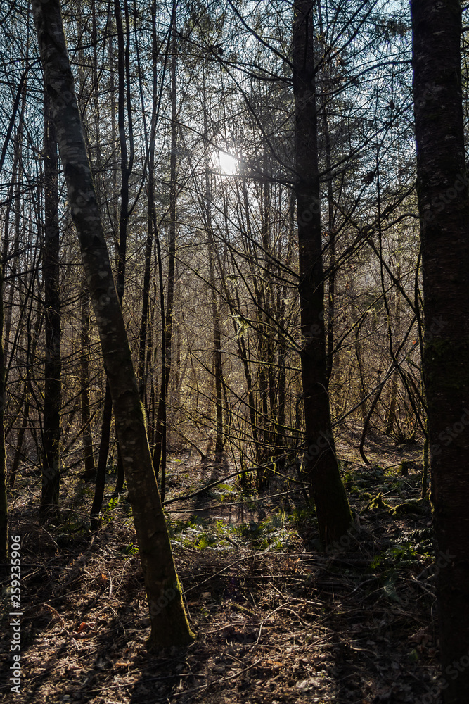 sun shining brightly through tall bare trees sun shining brightly through tall bare trees