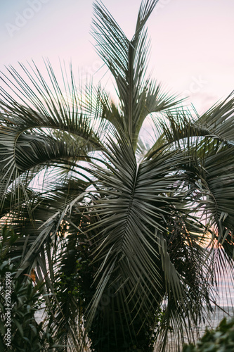 palm tree