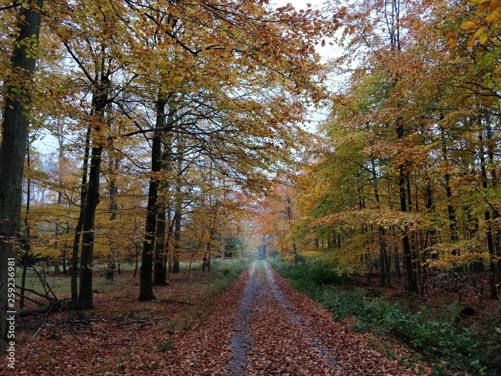 Forest road