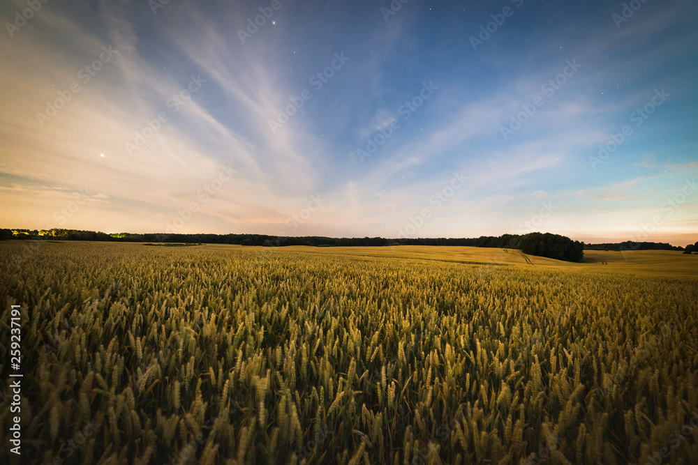 Yellow wheat field at bright cloudy night