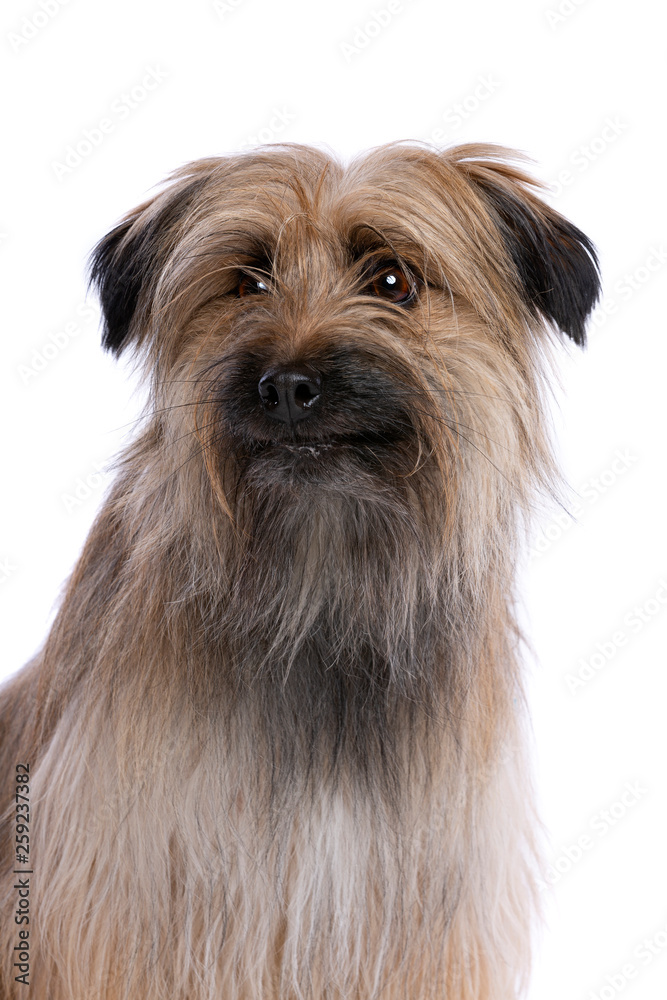 brown Pyrenean Shepherd dog