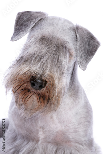 Cesky Terrier dog