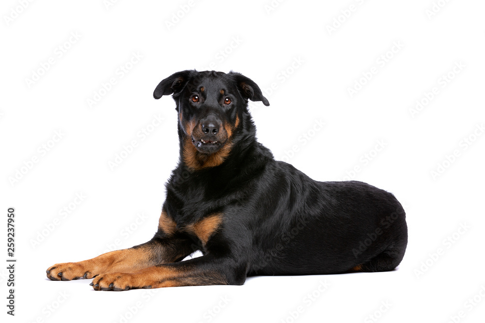 Beauceron or French Short haired Shepherd