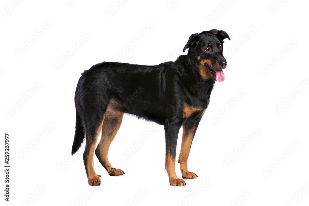 Beauceron or French Short haired Shepherd Beauceron or French Short haired Shepherd