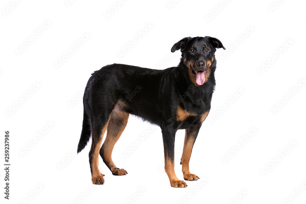 Beauceron or French Short haired Shepherd