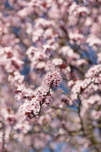 Prunus serrulata or cherry blossom tree