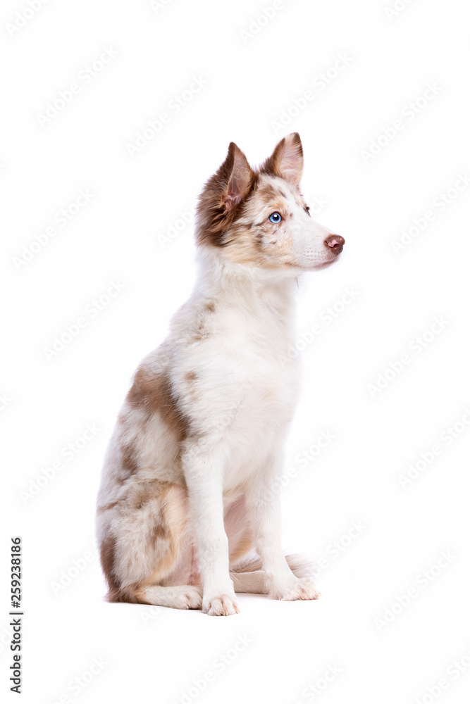 red merle border collie puppy sitting in front of a white background foto  de Stock | Adobe Stock