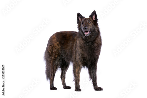 Long-haired Dutch Shepherd sog