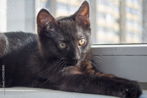 Fototapeta Naklejka Na Ścianę i Meble -  portrait of a black kitten