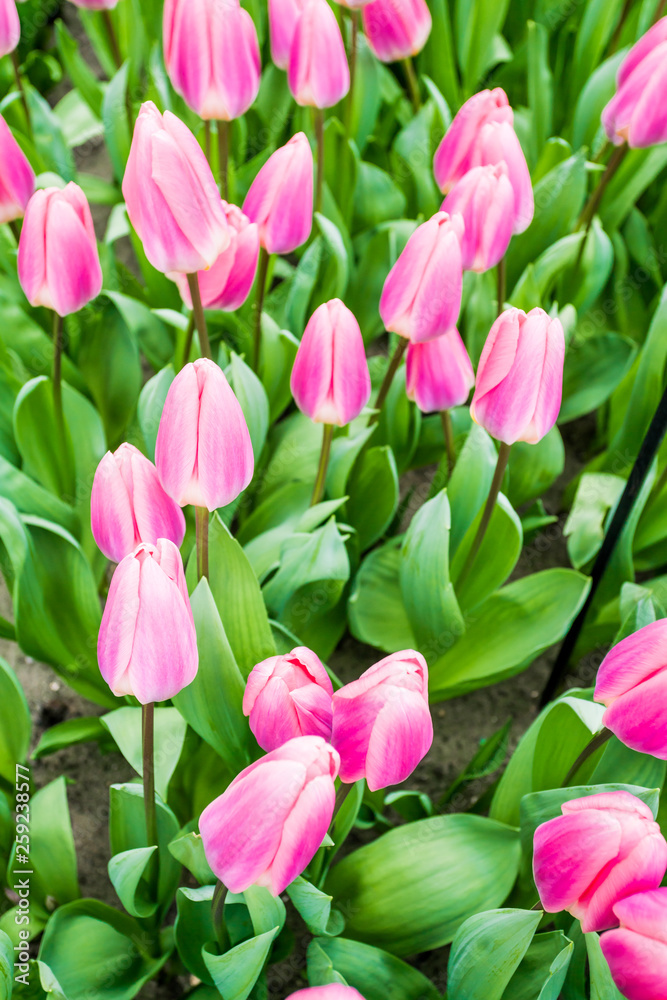 Colorful tulips in the spring in the garden Colorful tulips in the spring in the garden