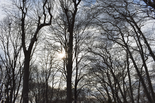  trees on sky and cloud background