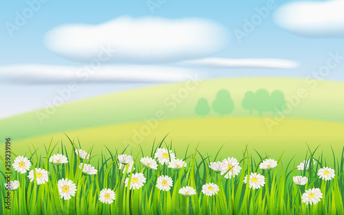 Spring field of flowers of daisies, chamomile and green juicy grass, meadow, blue sky, white clouds. Vector, illustration, isolated, template, banner, flyer © hadeev