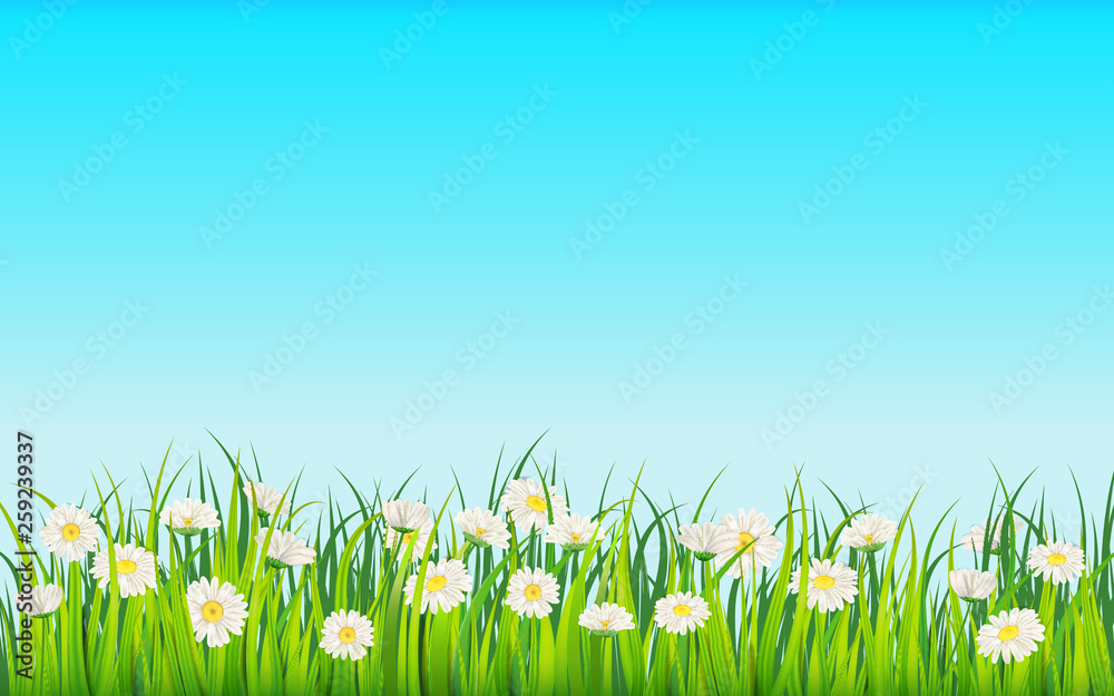 Fototapeta premium Spring field of flowers of daisies, chamomile and green juicy grass, meadow. Vector, illustration, isolated, template, banner, flyer