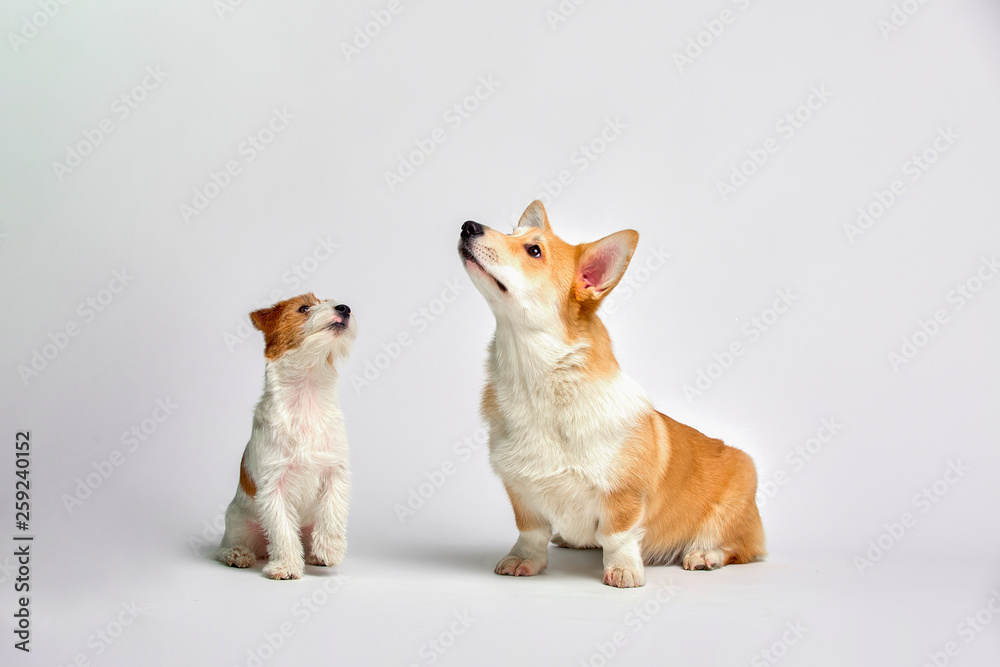 Dogs play in the studio on a white background looks at the top of Jack Russell Terrier and Welsh Corgi, isolate