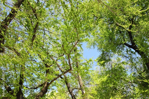 RAMAS DE   RBOLES POR TODAS PARTES    rbol  naturaleza  bosque  verde  primavera  hojas  verano  aparcar  follaje