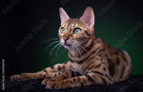 Beautiful stylish Bengal cat. Animal portrait. Bengal cat is lying. Blue background. Collection of funny animals