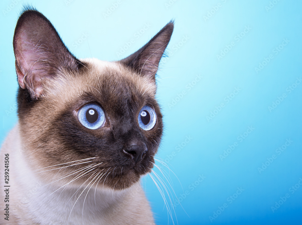 Beautiful stylish Siamese cat. Animal portrait. Siamese cat with bow-tie is sitting. Blue background. Colorful decorations. Collection of funny animals