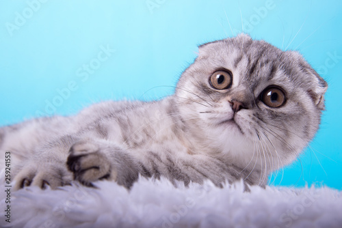 Beautiful stylish purebred cat. Animal portrait. Purebred cat is sitting. Blue background. Colorful decorations. Collection of funny animals