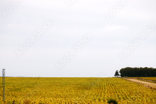 Field of sunflowers with dirt road and trees background