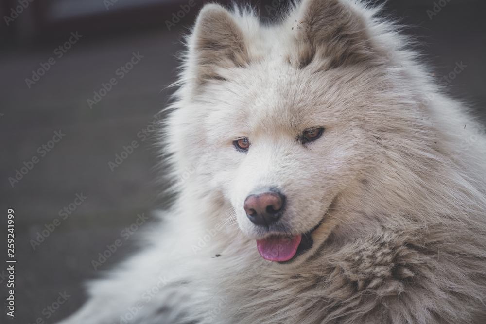 Young white male samoyed lies in the yard Young white male samoyed lies in the yard