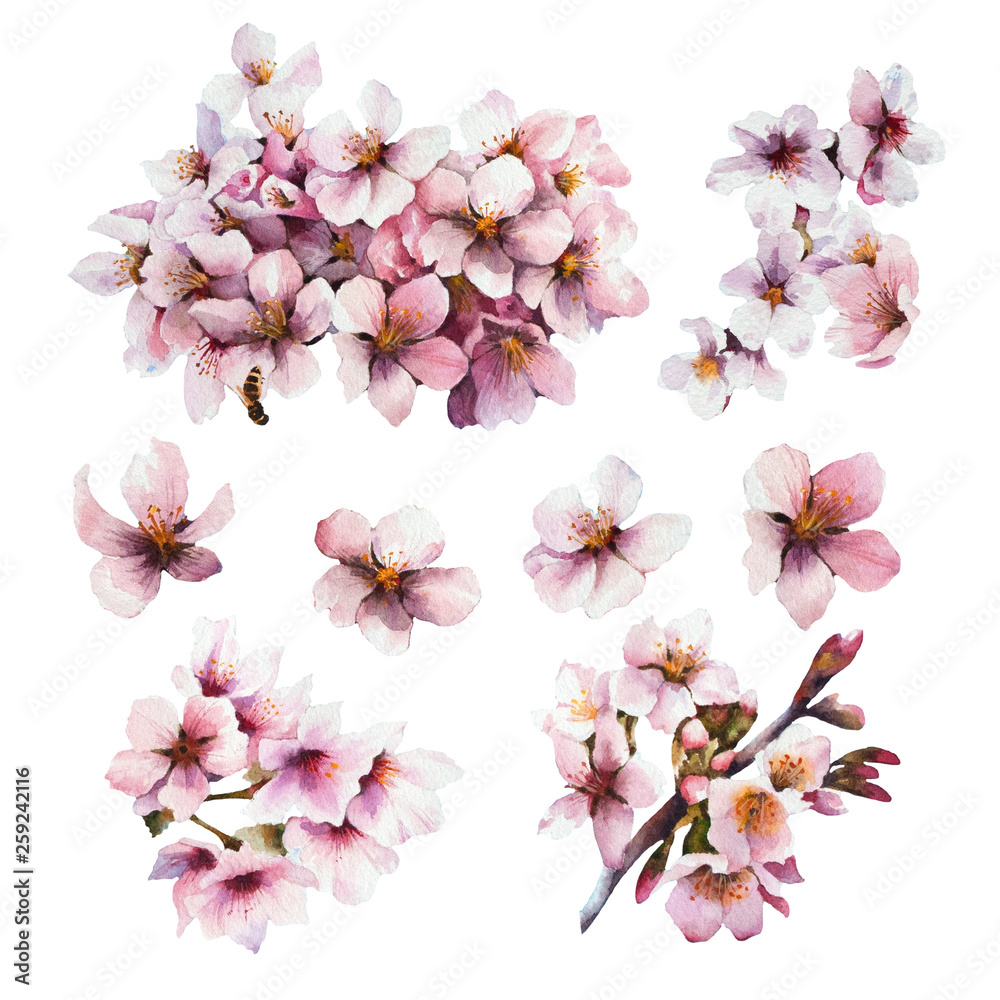 Watercolor cherry blossom. Seasonal spring illustration. Set of floral design elements.