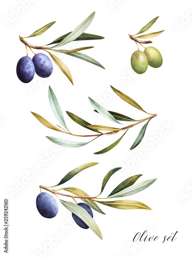 Set of black and green  olive branches. Mediterranean cuisine Isolated watercolor illustration.