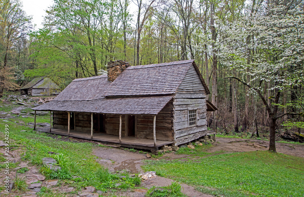 Dogwood Trees blooming in spring in The Smokies. Dogwood Trees blooming in spring in The Smokies.