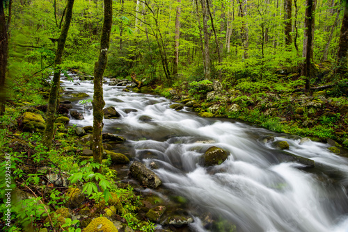 A beautiful white water stream in The Smokies surrounded with greenery.