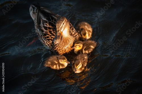 Ducklings © Jason