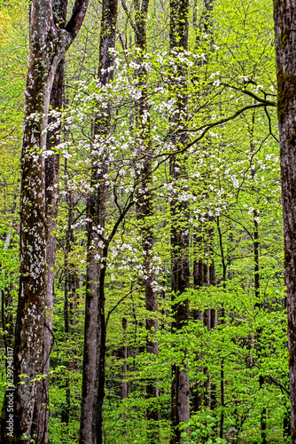 Fototapeta Naklejka Na Ścianę i Meble -  Dogwood Trees blooming in spring in The Smokies.