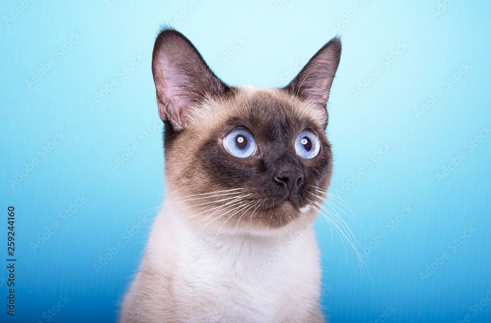 Beautiful stylish Siamese cat. Animal portrait. Siamese cat with bow-tie is sitting. Blue background. Colorful decorations. Collection of funny animals