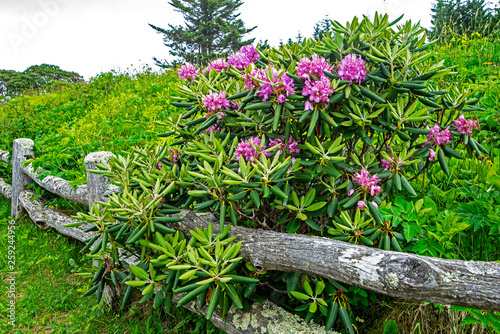 Photos Purple Rhododendron blooming on the top of Roan Mountain.