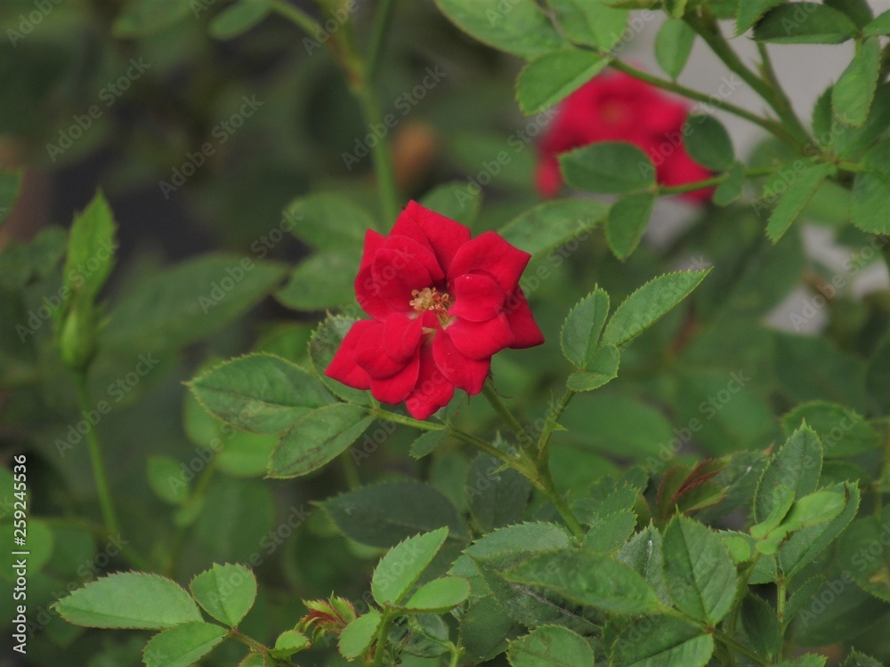 Pequenas rosas.