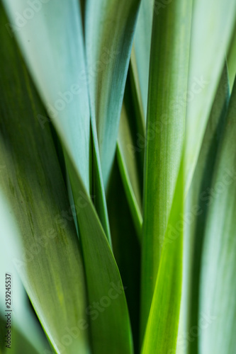 Green leaves