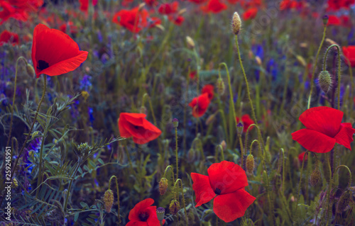 wild  pink flowers poppies in the field at sunset