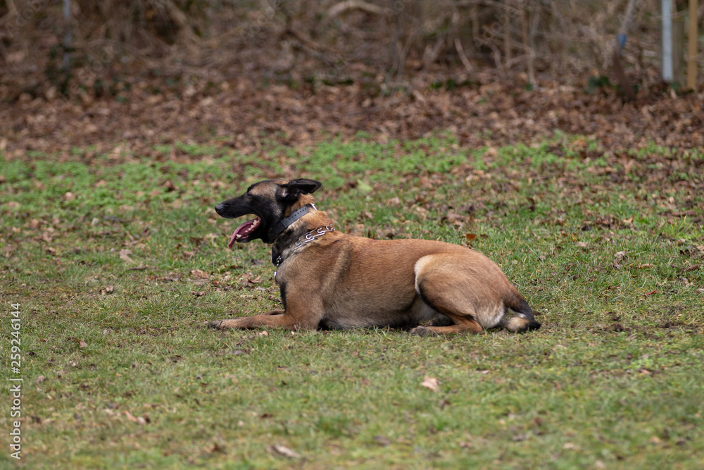 Dog Belgian Schepard - Malinois