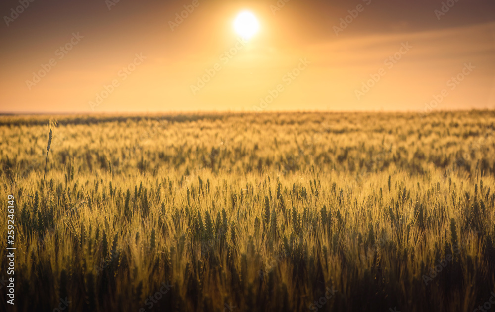 Fototapeta premium Wheat crop field at sunset