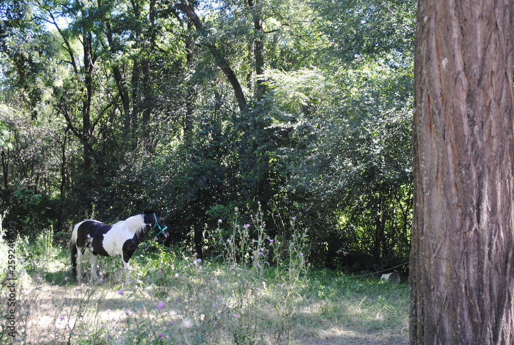 caballito caballito