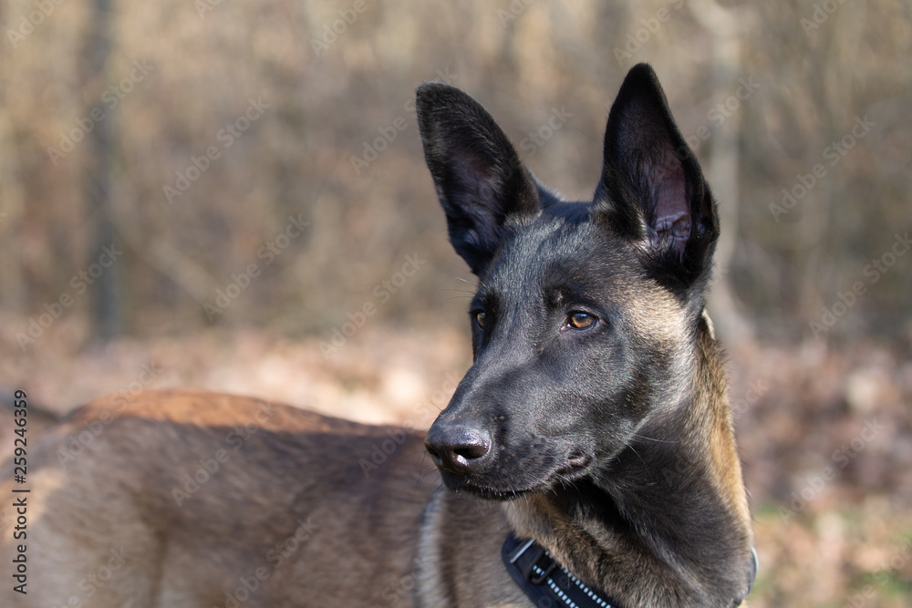 Naklejka premium Dog Belgian Schepard - Malinois