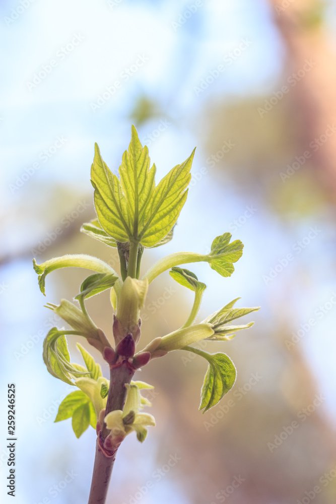 Obraz premium Close-up photo of spring young fresh leaves on tree branches with buds, soft focus and blur background. Concept of new life.